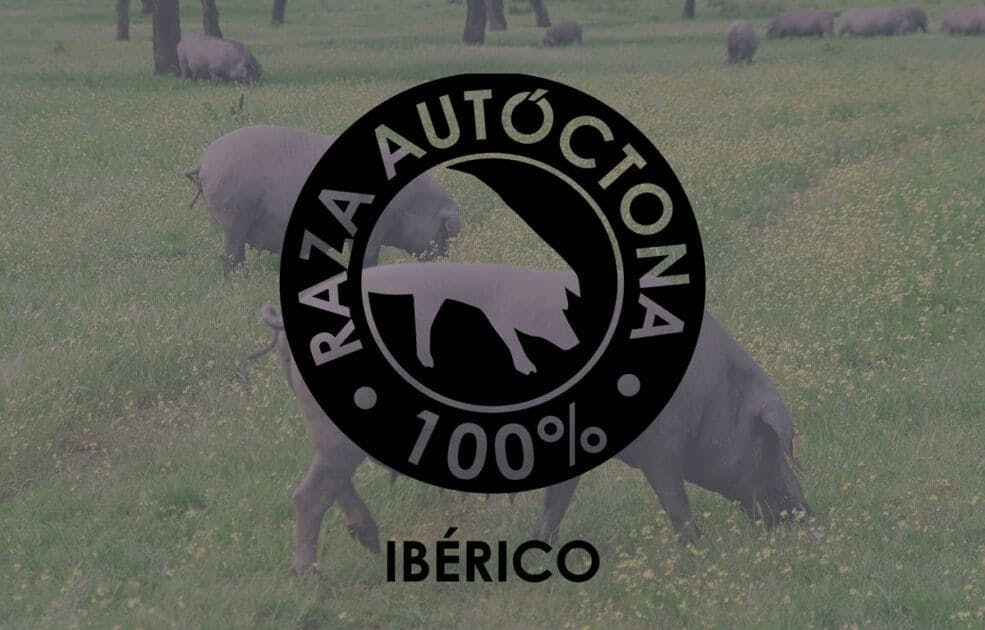 Logotipo Raza Autóctona Ibérico 100% | Beher | Bernardo Hernández